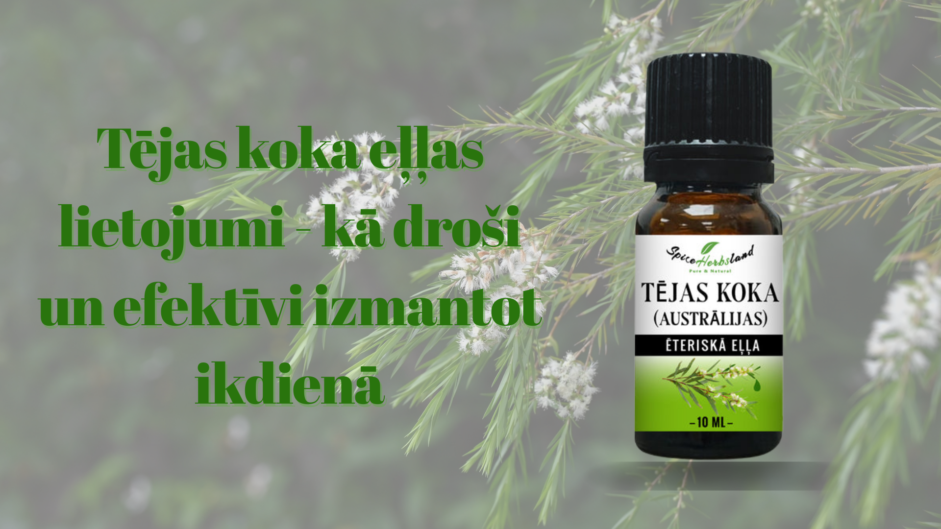 Tējas koka eļļas lietojumi - kā droši un efektīvi izmantot ikdienā