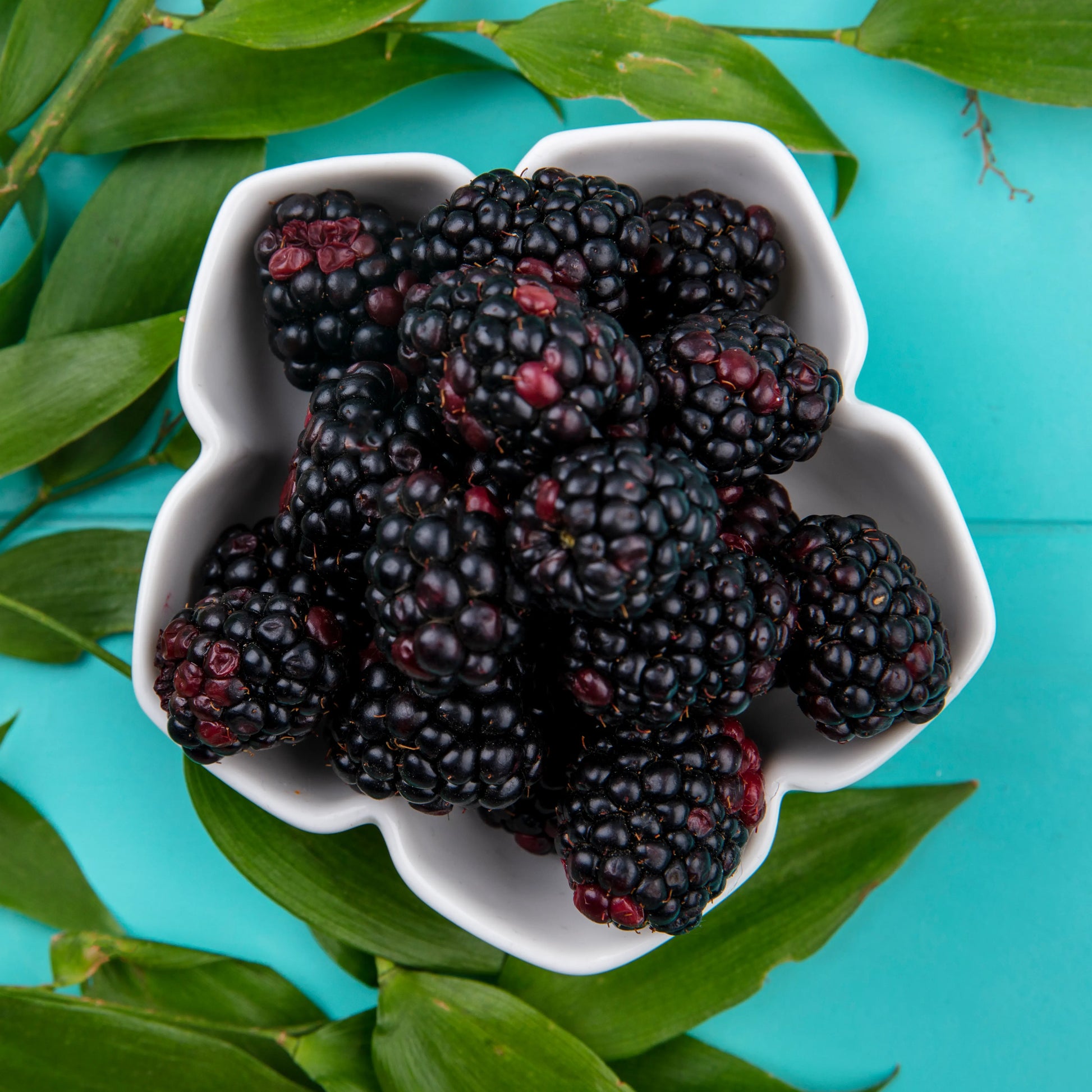 Kazeņu sēklu eļļa