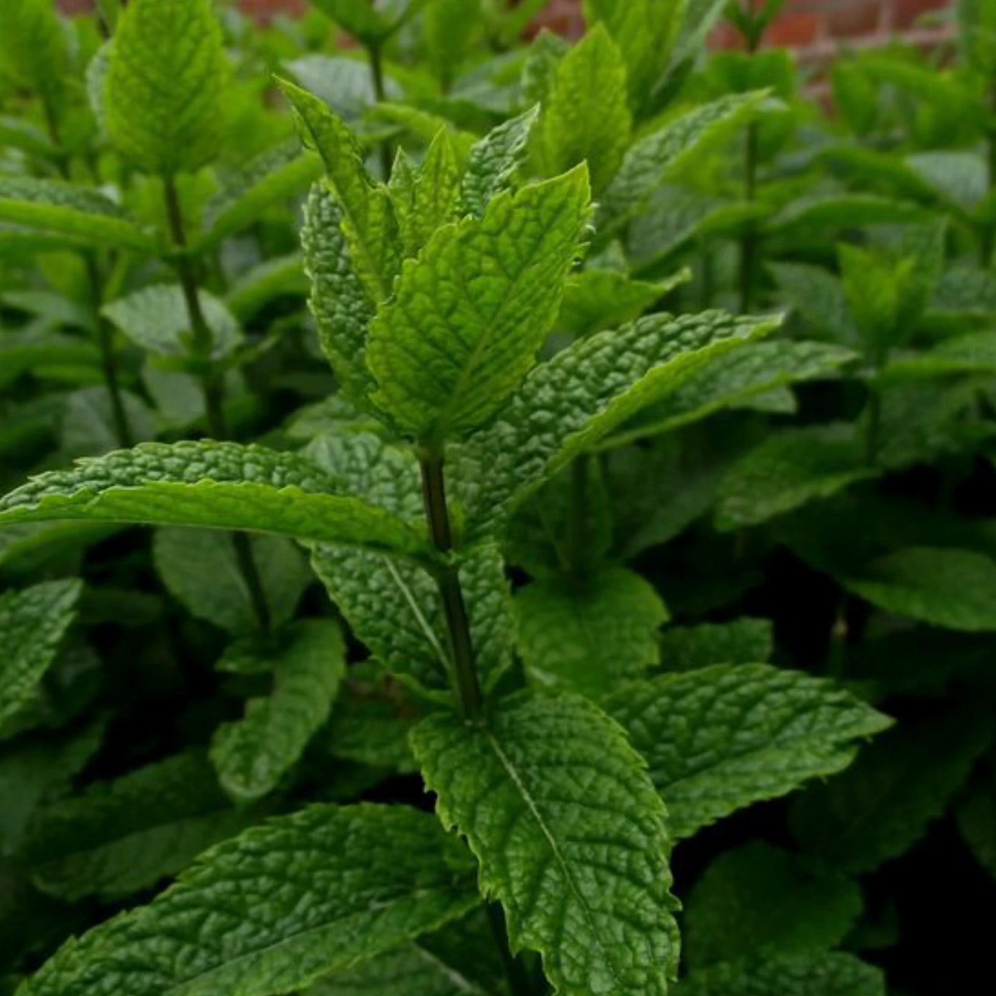 Piparmētra kaltēta