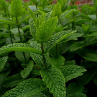 Piparmētra kaltēta