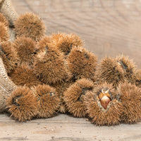 labākā rīcineļļa